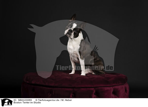 Boston Terrier im Studio / MAH-03069