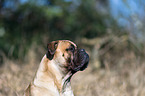 Bullmastiff Portrait