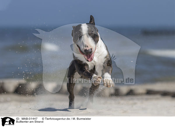 Bullterrier am Strand / Bull Terrier at the beach / MAB-01447