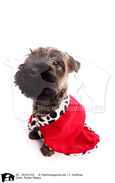 Cairn Terrier Welpe / Cairn Terrier Puppy / JH-23134