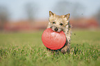 Cairn Terrier apportiert Frisbee