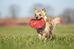 Cairn Terrier apportiert Frisbee