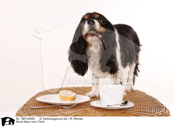 Hund klaut vom Tisch / dog stealing from table / RR-34960