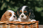 Cavalier King Charles Welpen im Krbchen