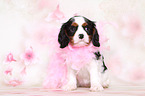 Cavalier King Charles Spaniel Welpe