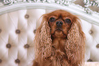 Cavalier King Charles Spaniel Portrait