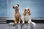 Cavalier King Charles Spaniel mit Border Terrier