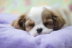 Cavalier King Charles Spaniel Welpe