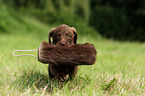 Chesapeake Bay Retriever Welpen