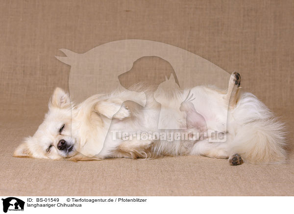 langhaariger Chihuahua / longhaired Chihuahua / BS-01549
