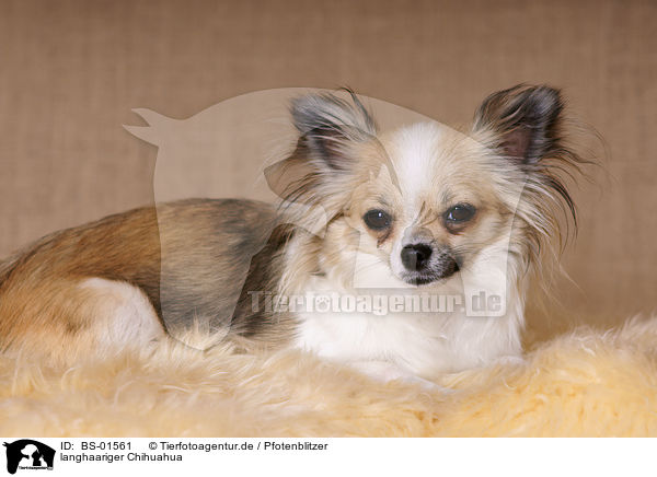 langhaariger Chihuahua / longhaired Chihuahua / BS-01561