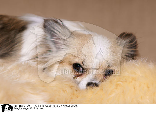 langhaariger Chihuahua / longhaired Chihuahua / BS-01564
