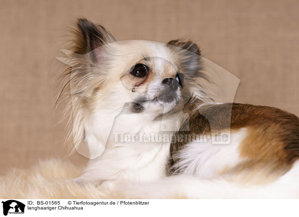 langhaariger Chihuahua / longhaired Chihuahua / BS-01565