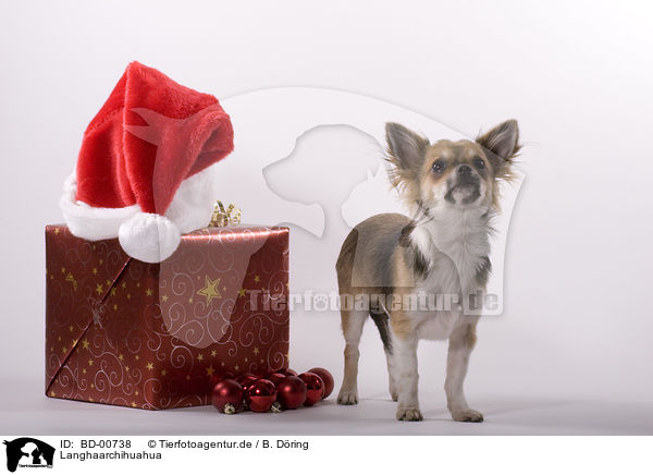Langhaarchihuahua / longhaired Chihuahua / BD-00738