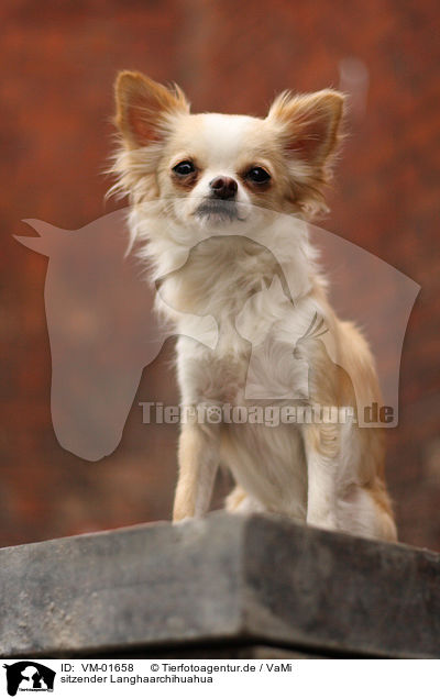 sitzender Langhaarchihuahua / sitting longhaired Chihuahua / VM-01658