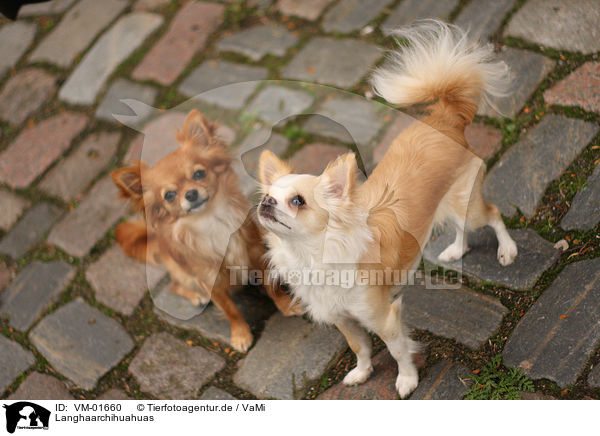 Langhaarchihuahuas / longhaired Chihuahuas / VM-01660