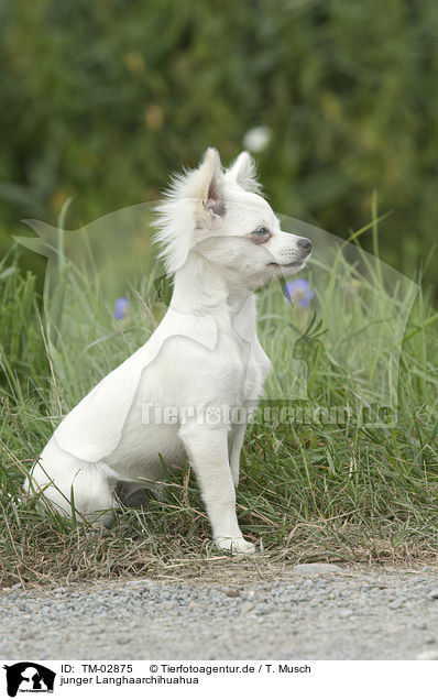 junger Langhaarchihuahua / young longhaired Chihuahua / TM-02875
