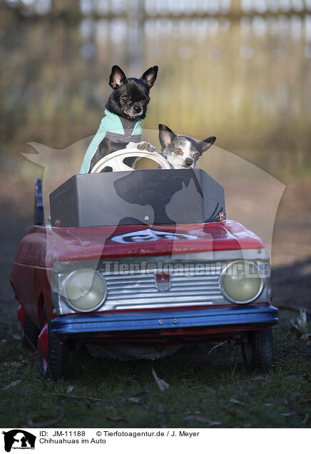 Chihuahuas im Auto / Chihuahuas in car / JM-11188
