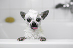 Chihuahua in einer Badewanne