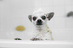 Chihuahua in einer Badewanne