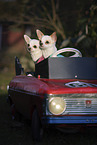 Chihuahuas im Auto