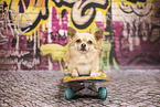 Chihuahua vor Graffiti