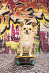 Chihuahua vor Graffiti