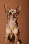 Chihuahua im Studio
