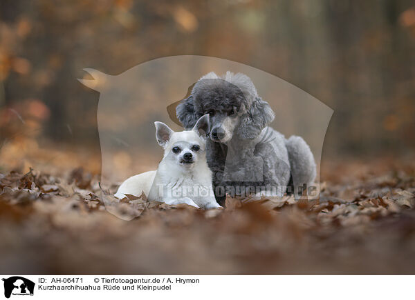Kurzhaarchihuahua Rde und Kleinpudel / shorthaired male Chihuahua and Royal Standard Poodle / AH-06471