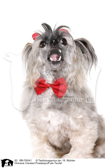 Chinese Crested Powderpuff als Teufel / RR-76541