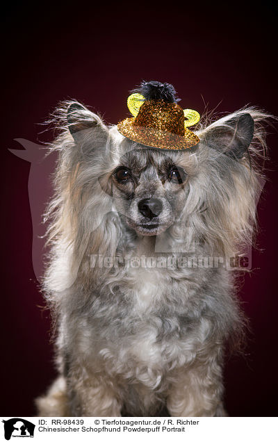 Chinesischer Schopfhund Powderpuff Portrait / RR-98439