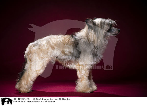 stehender Chinesischer Schopfhund / RR-98453