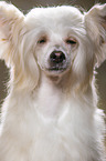 Chinesischer Schopfhund Powderpuff Gesicht
