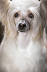 Chinesischer Schopfhund Powderpuff Gesicht