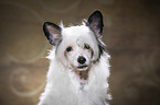 Chinesischer Schopfhund Powderpuff Portrait