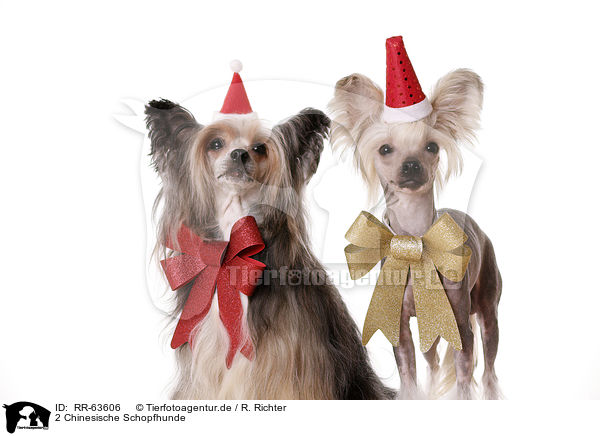 2 Chinesische Schopfhunde / 2 Chinese Crested Dogs / RR-63606