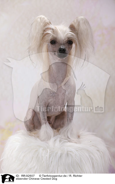 sitzender Chinese Crested Dog / RR-92607