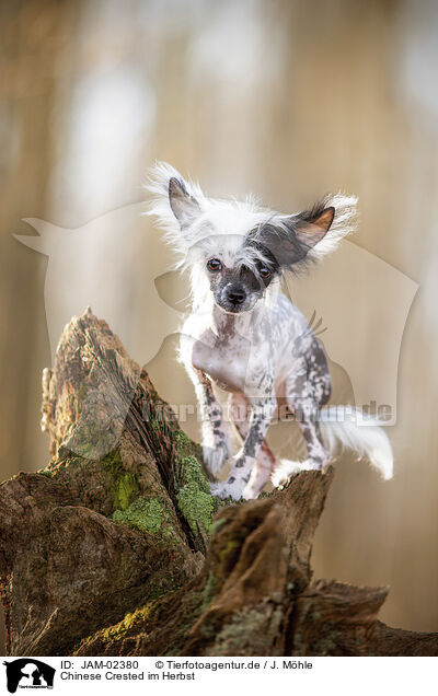 Chinese Crested im Herbst / JAM-02380