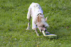 Chinese Crested mit Frisbee
