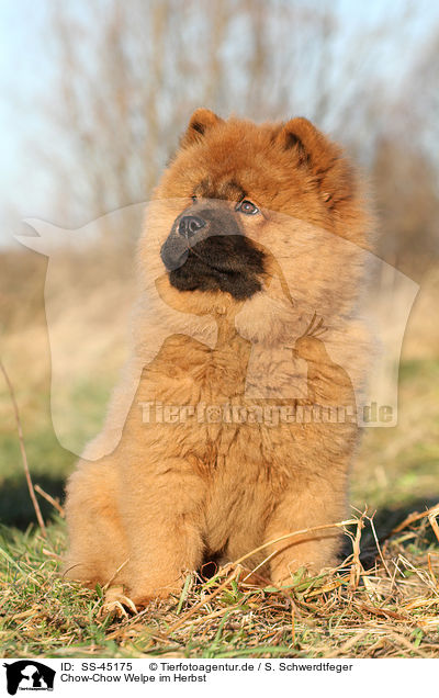 Chow-Chow Welpe im Herbst / Chow Chow Puppy in autumn / SS-45175