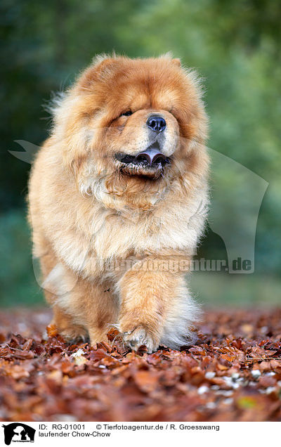 laufender Chow-Chow / walking Chow Chow / RG-01001