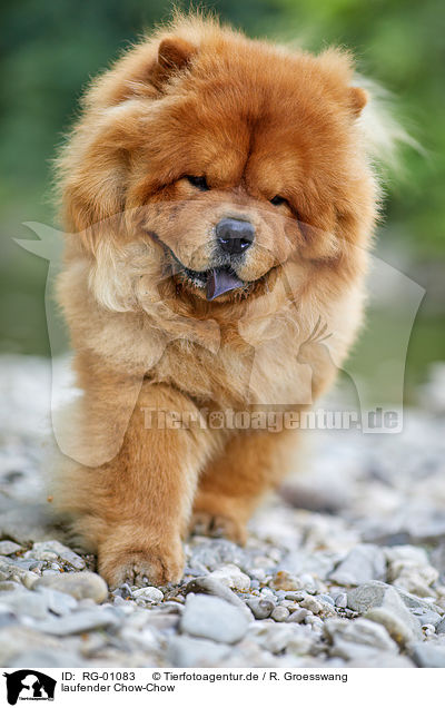 laufender Chow-Chow / walking Chow Chow / RG-01083