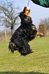 spieleder Cocker Spaniel