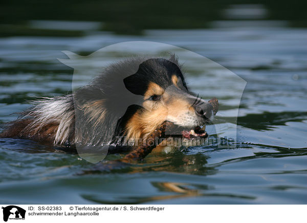 schwimmender Langhaarcollie / swimming longhaired Collie / SS-02383