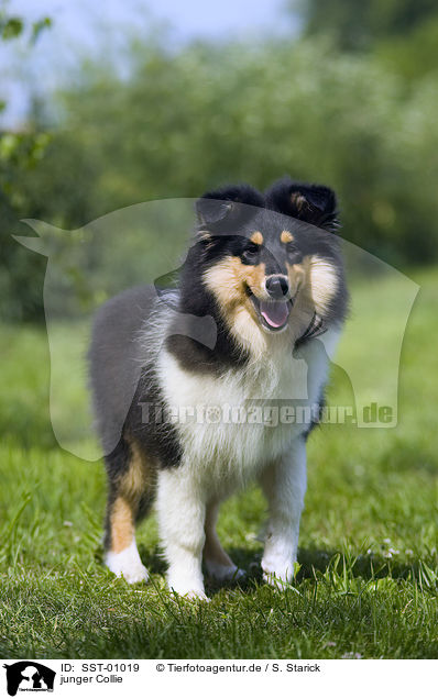 junger Collie / young collie / SST-01019