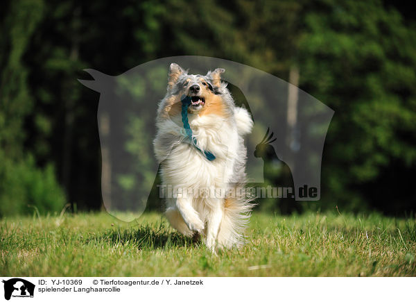spielender Langhaarcollie / playing longhaired Collie / YJ-10369