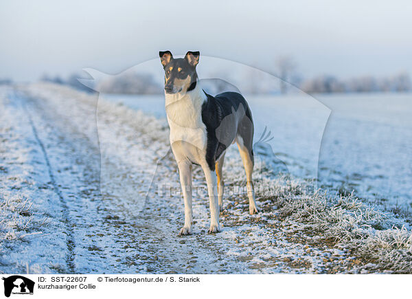 kurzhaariger Collie / SST-22607