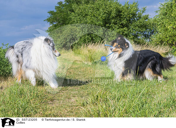 Collies / Collies / SST-23205