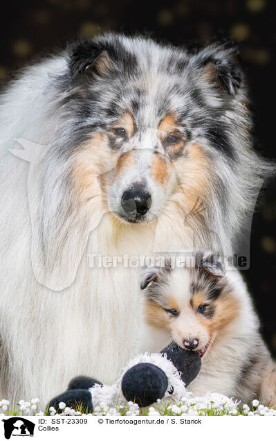 Collies / Collies / SST-23309