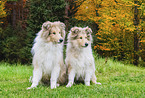 junge Collies